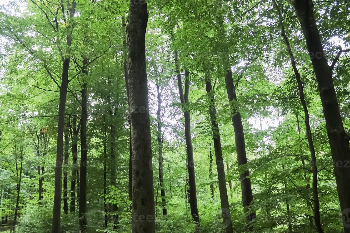 Beautiful view into a dense green forest with bright sunlight casting deep shadow photo