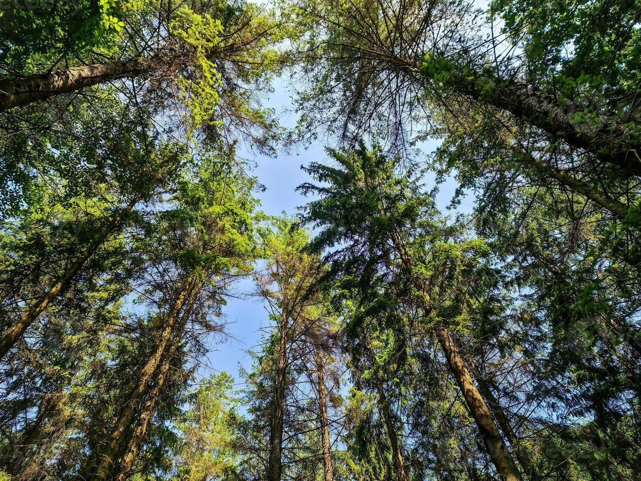 Beautiful view into a dense green forest with bright sunlight casting deep shadow photo