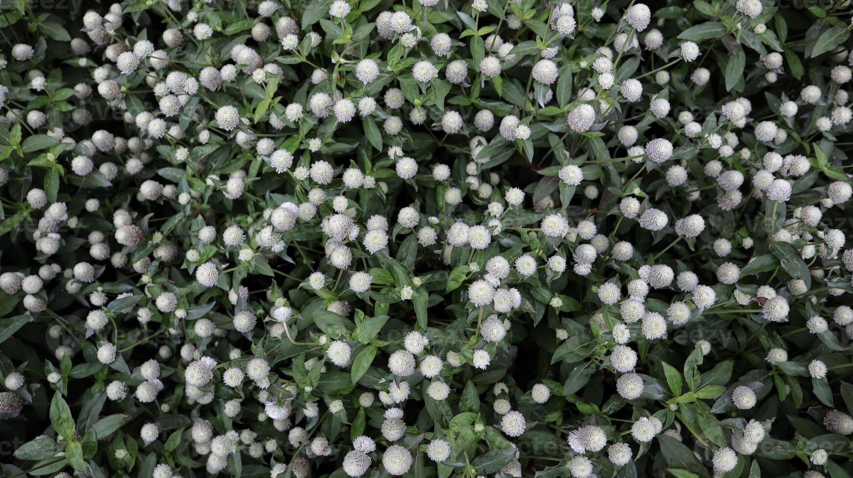 Gomphrena Globosa or Gomphrena Dwarf Cissy White bush form a beautiful background in a garden. photo