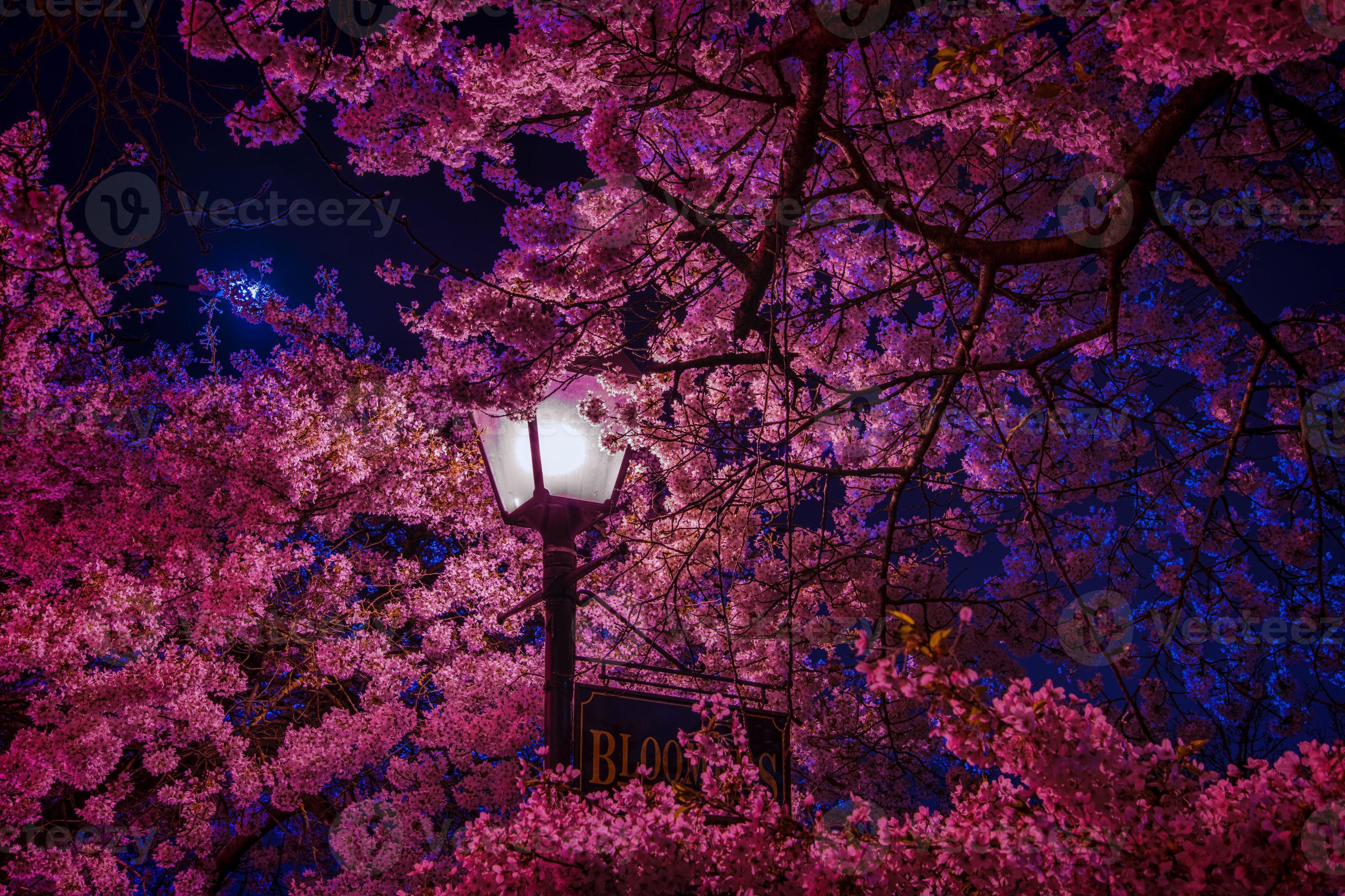 cherry blossom night background in a high-quality theme. 17008801 Stock