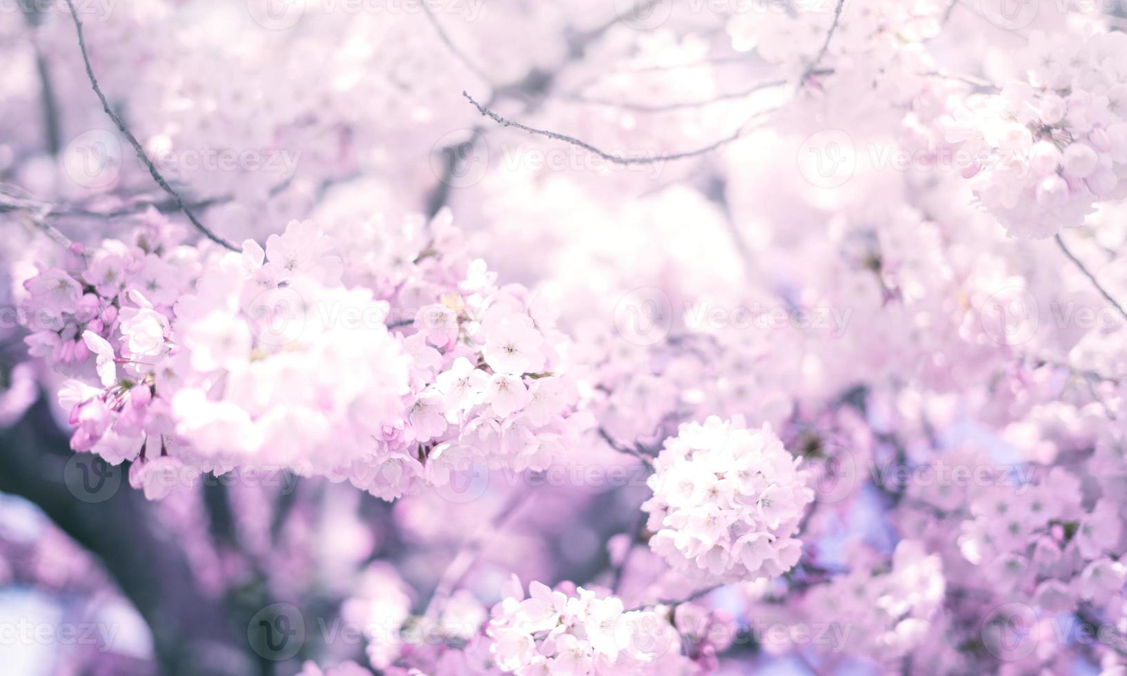 fondo de flor de cerezo con flor azul en alta calidad. 17008925 Foto de  stock en Vecteezy