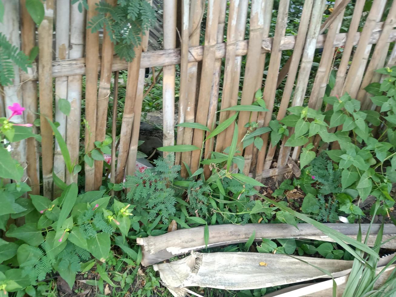 green leafy plants and grass around the streets photo