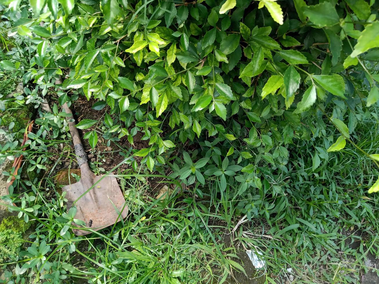 shovel among the green herbs and grass photo