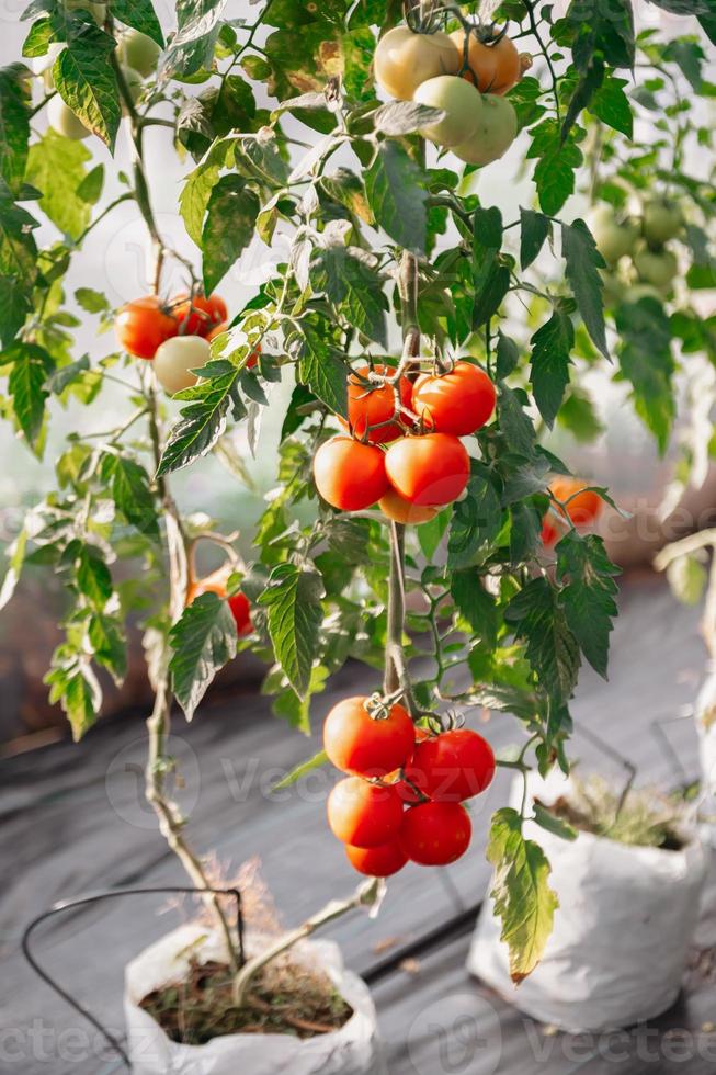 Red organic tomatoes ripen in a beautiful heirloom tomato greenhouse. in organic vegetable garden. photo