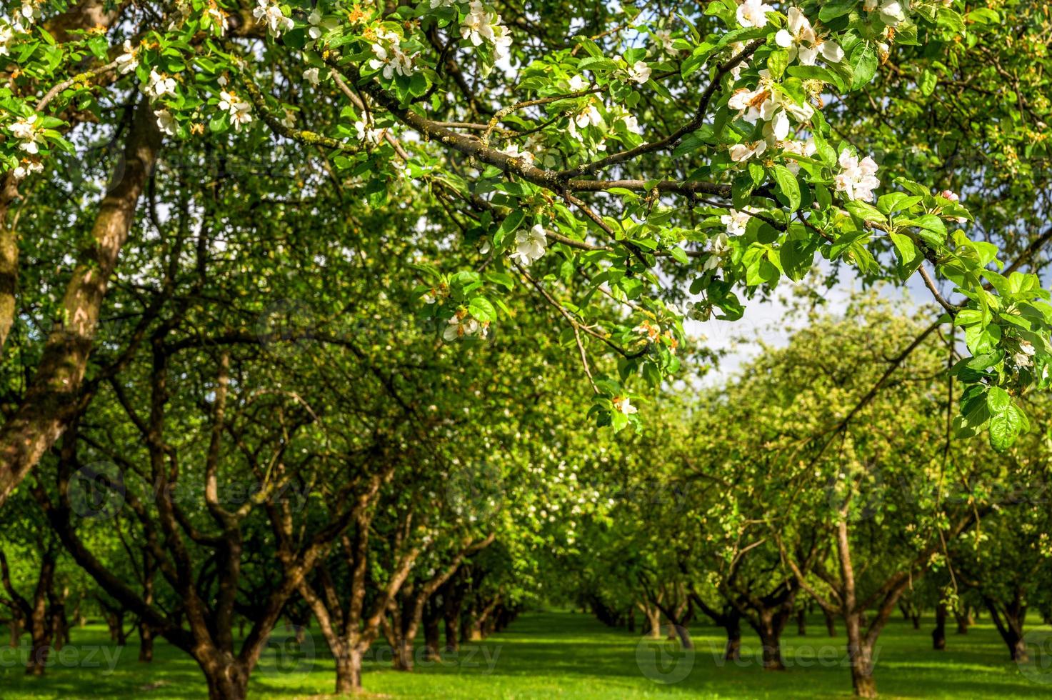 Closeup of White flourishing spring trees in the park. Spring banner with place for text.Selective focus photo
