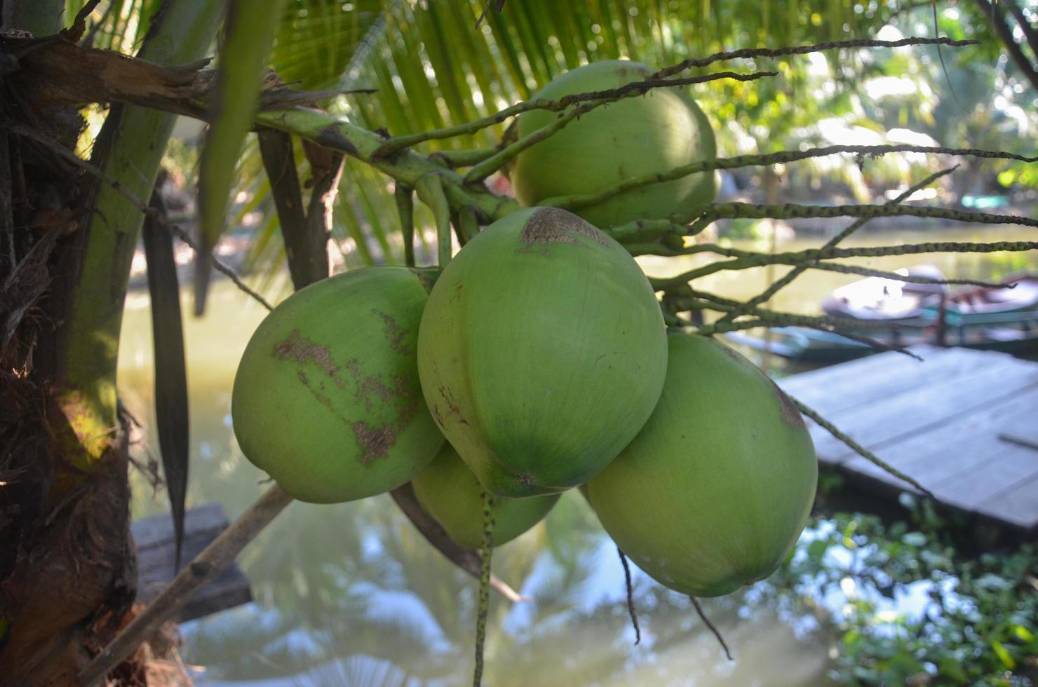 Closeup green coconut fruit on the natural tree at garden photo