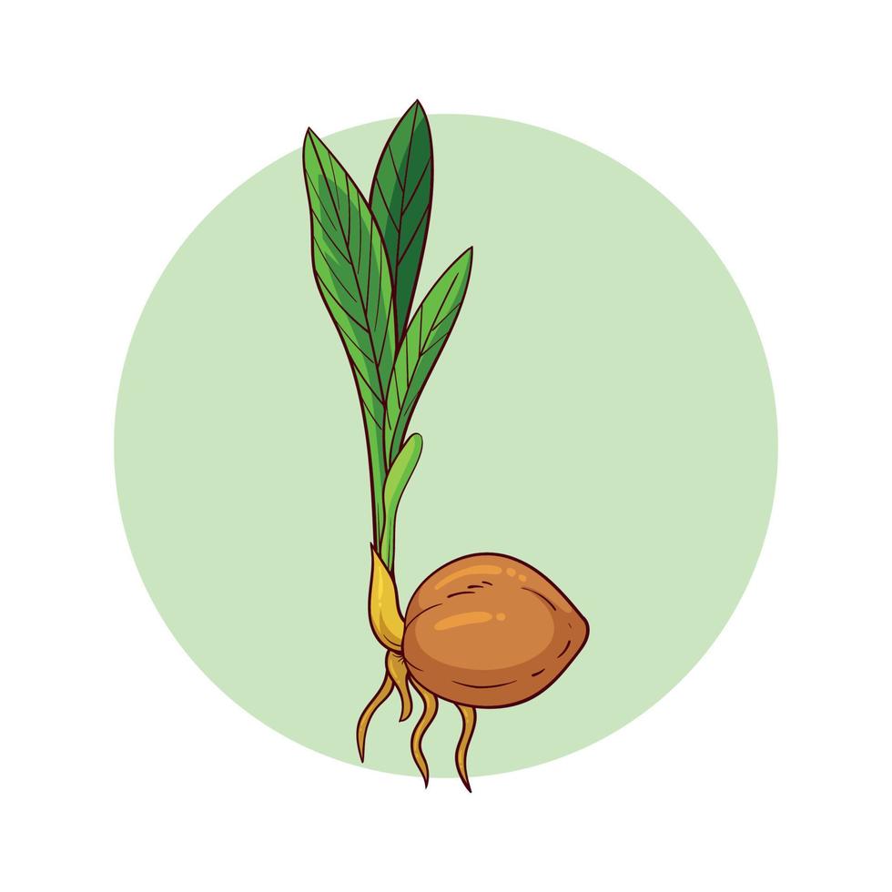 hand drawn sprouting coconut vector