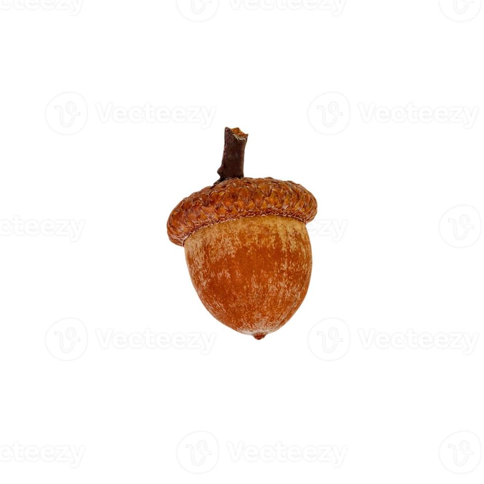 acorn on a white background ,close up photo