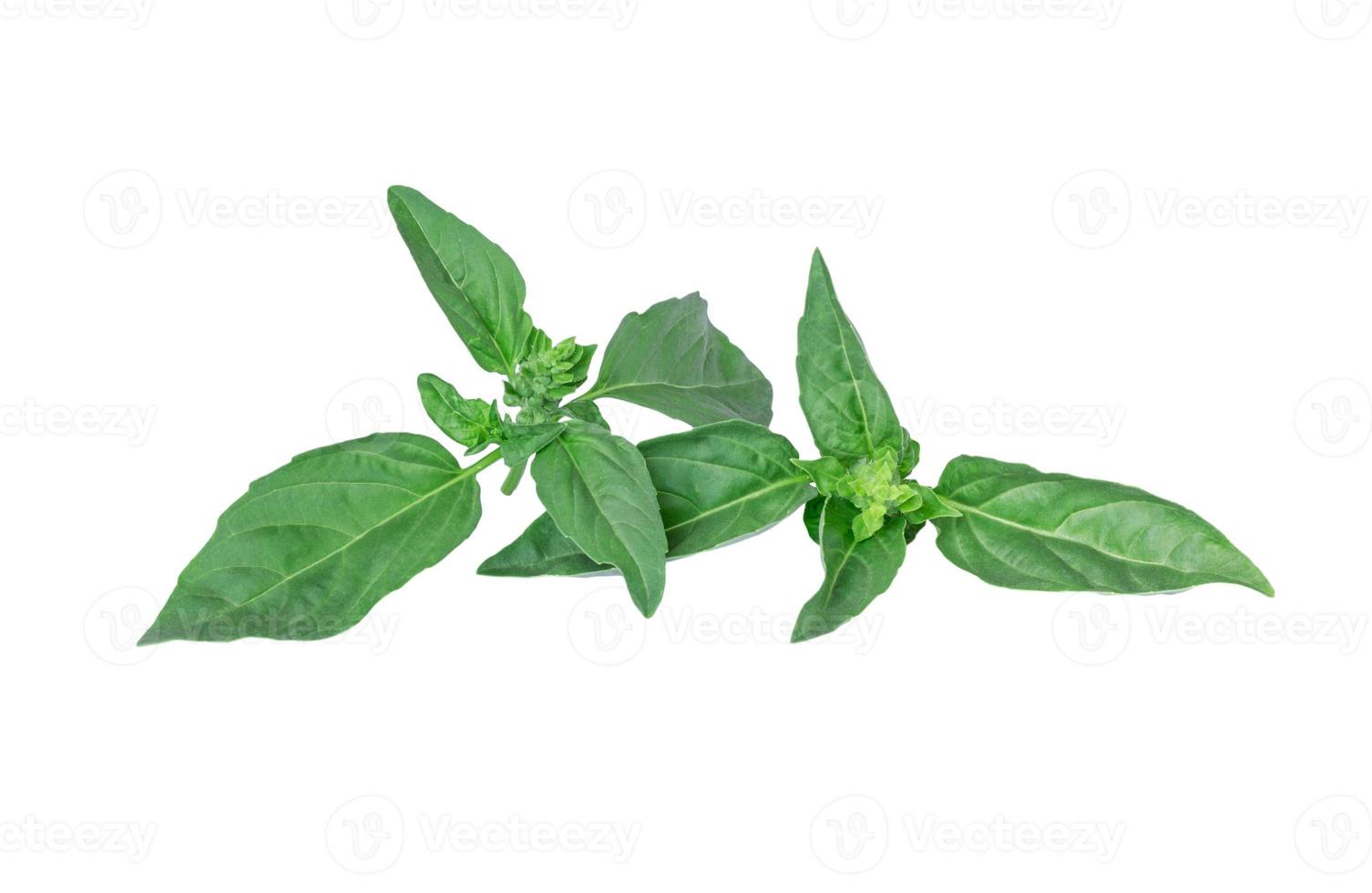 fresh green leaf mint isolated photo