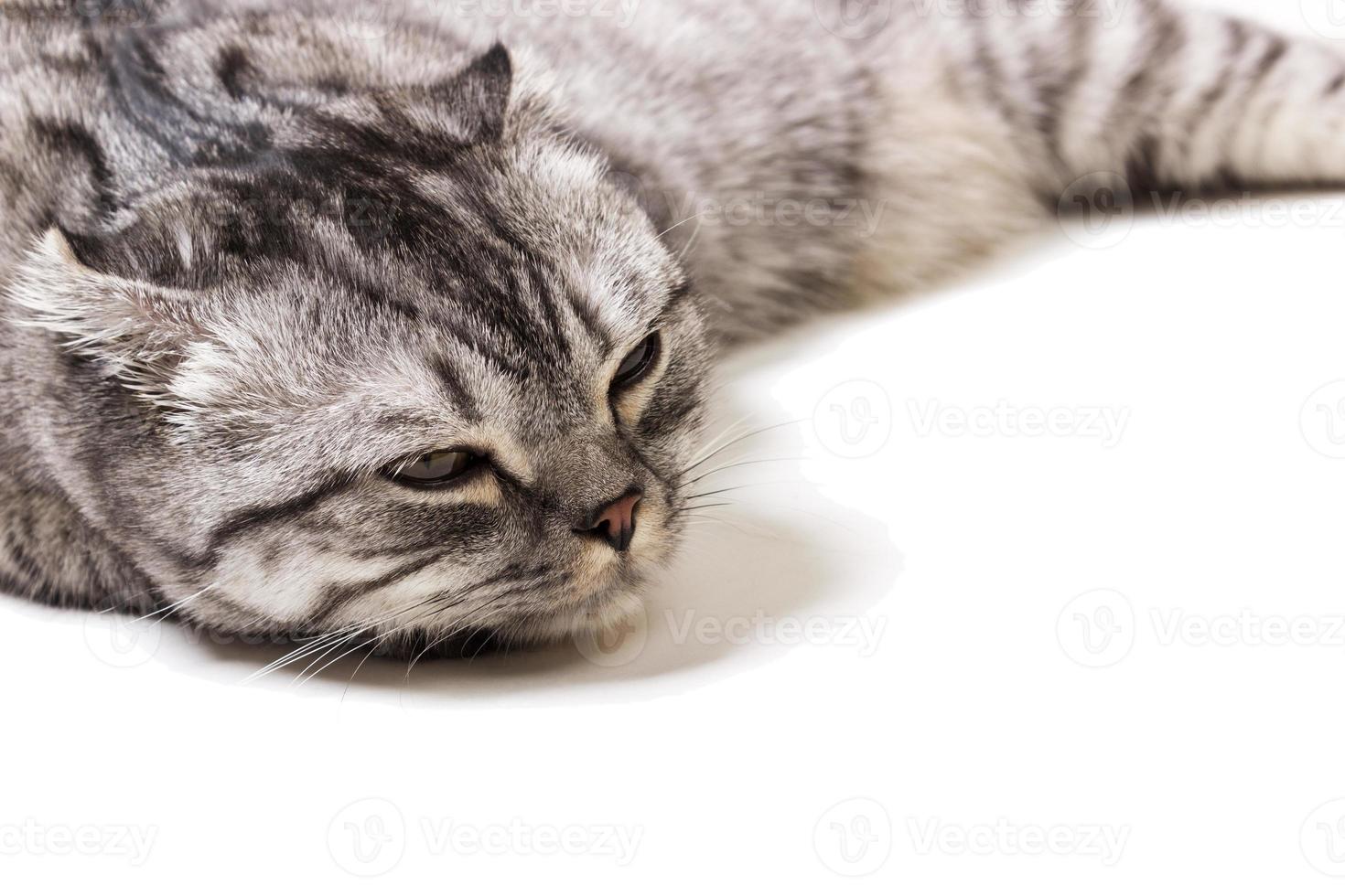 Tired Scottish kitten on a white background. Scottish kitten at a doctor's reception photo