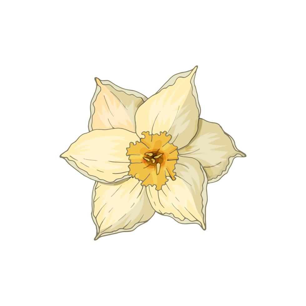 Narcissus flower isolated on white. Hand-drawn vector illustration.