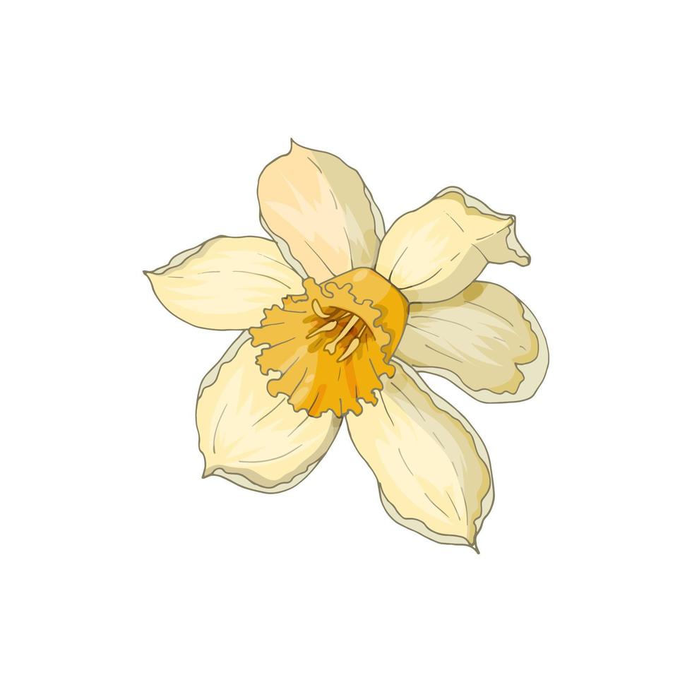 Narcissus flower isolated on white. Hand-drawn vector illustration.