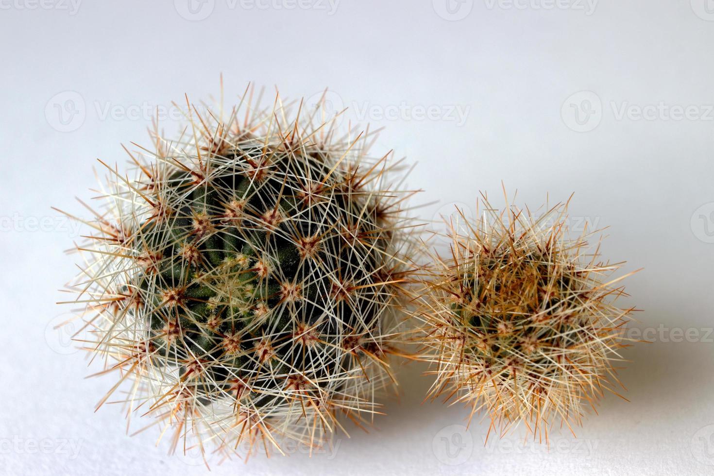 vista lateral de cactus en flor. enfoque selectivo en el cactus, rodeado de muchas largas espinas transparentes y blancas. foto