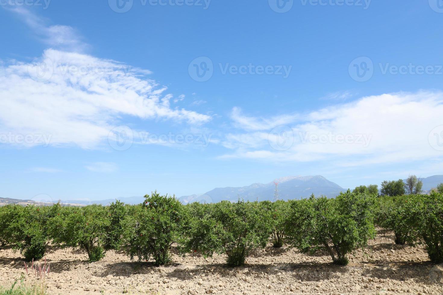 Row of pomegranate trees with ripe fruits on green branches photo