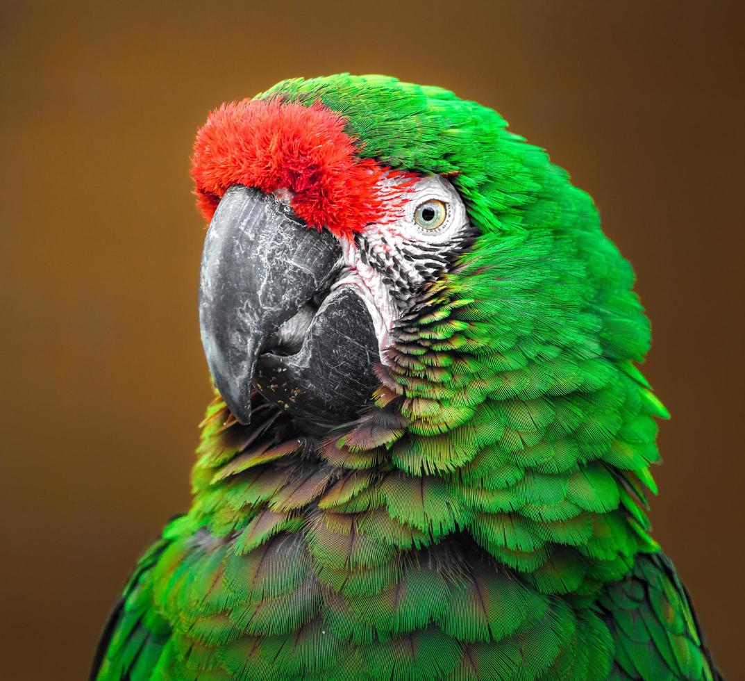 Mexican military macaw photo