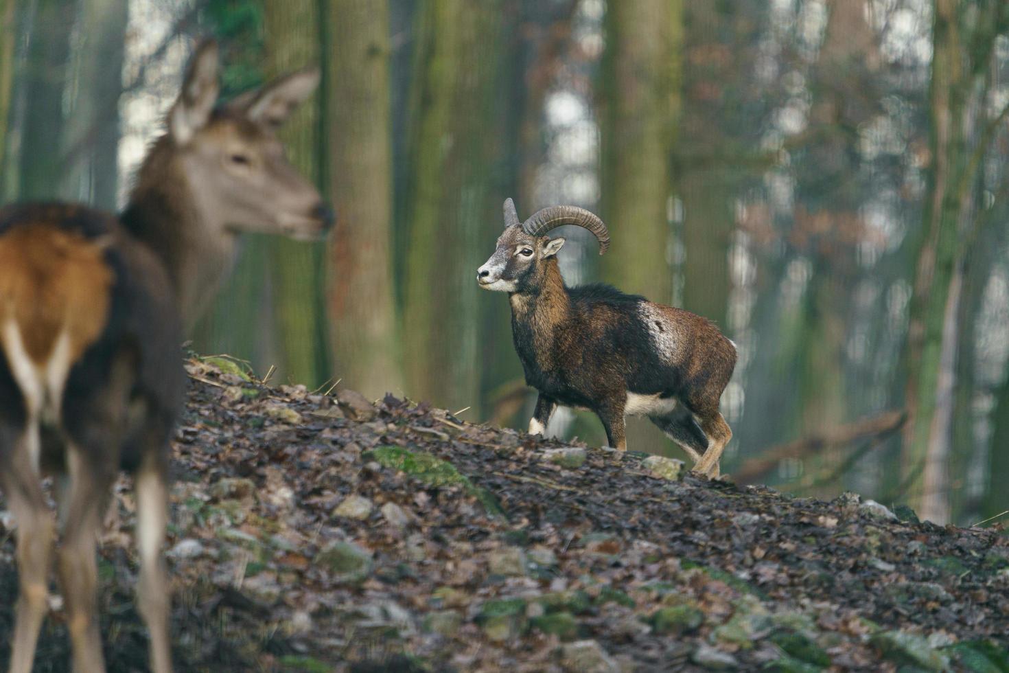 muflón en el bosque foto