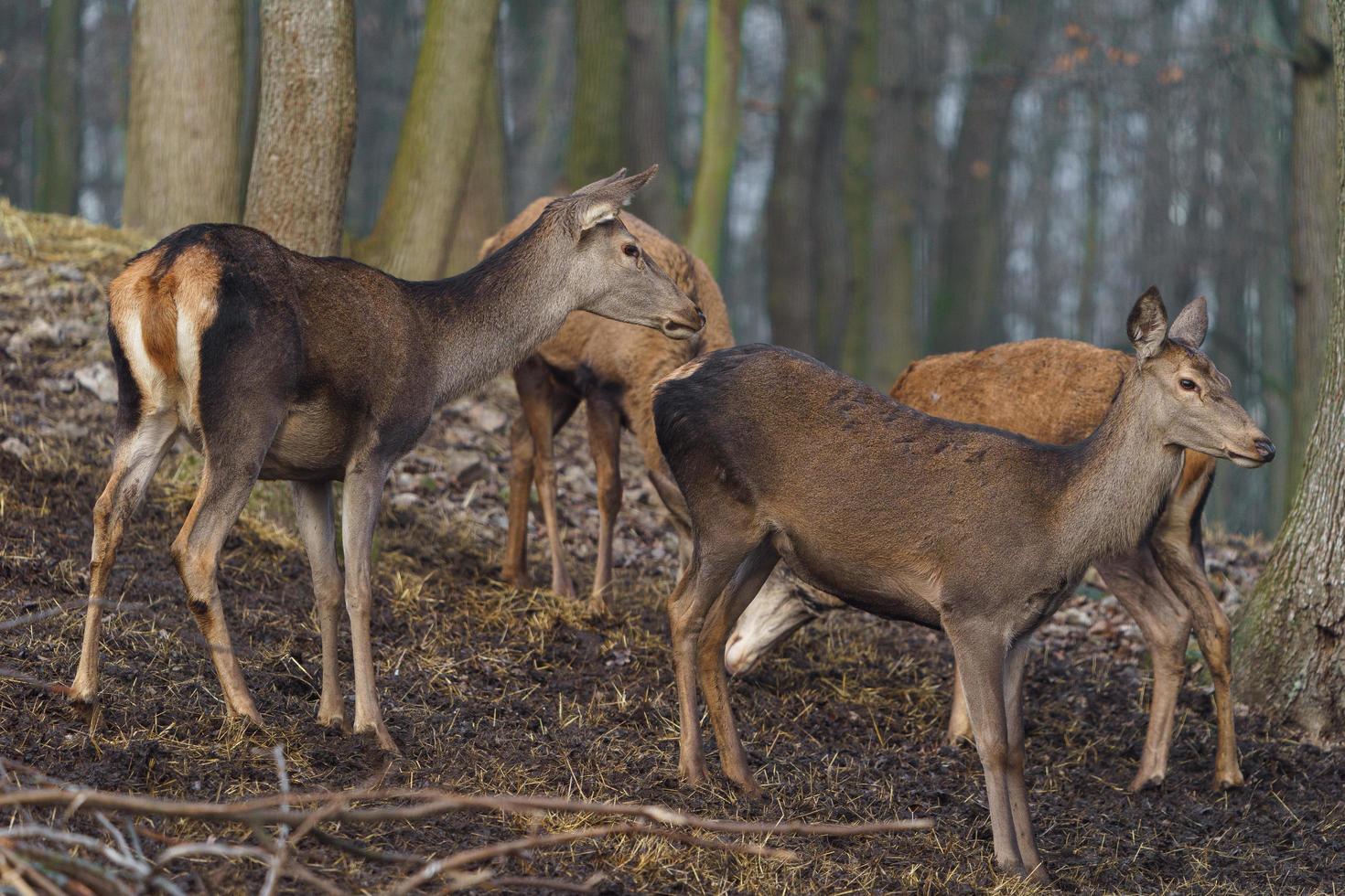 Red deer in forest photo