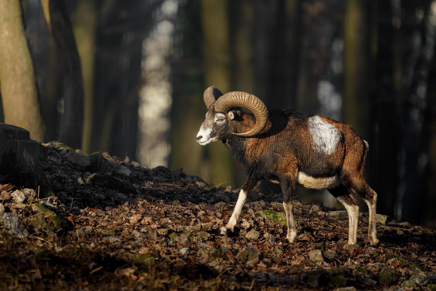 Mouflon in forest photo