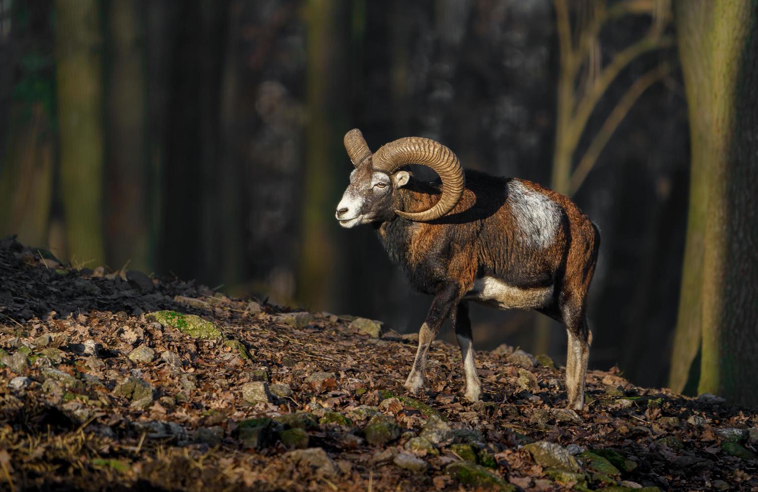 Mouflon in forest photo