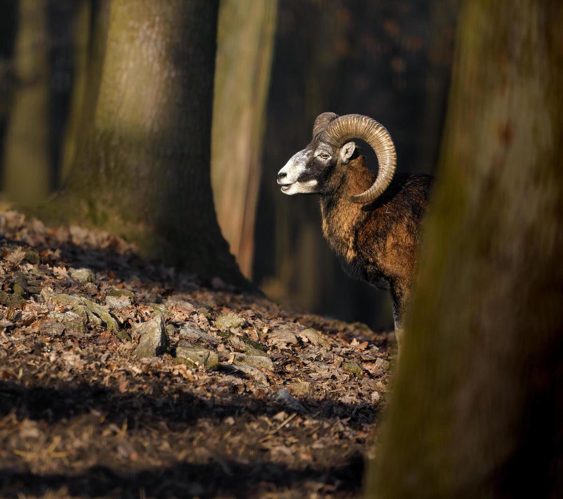 Mouflon in forest photo