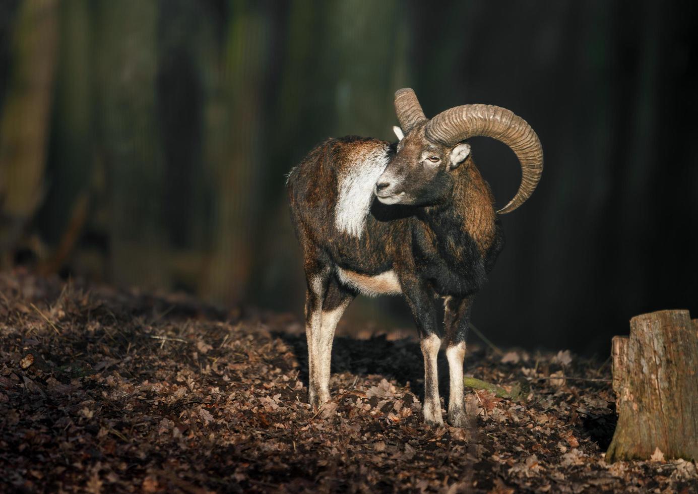 Mouflon in forest photo