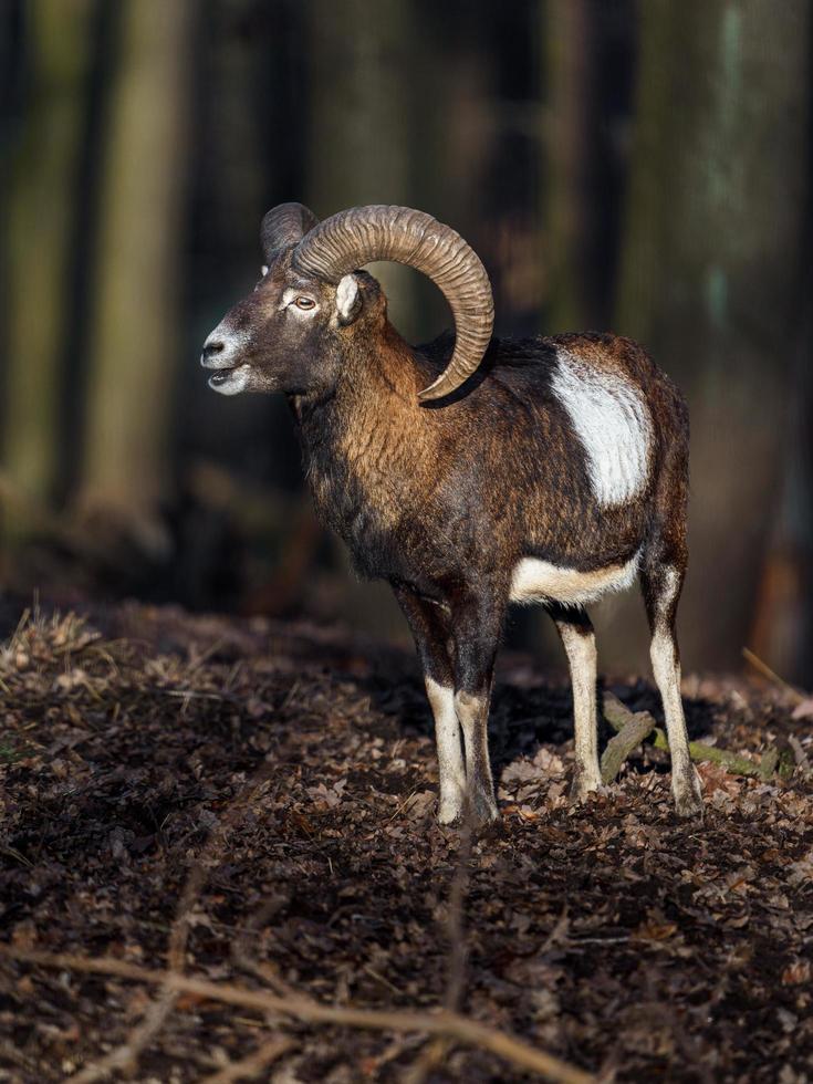 Mouflon in forest photo