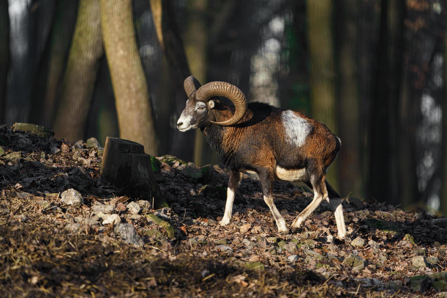 Mouflon in forest photo