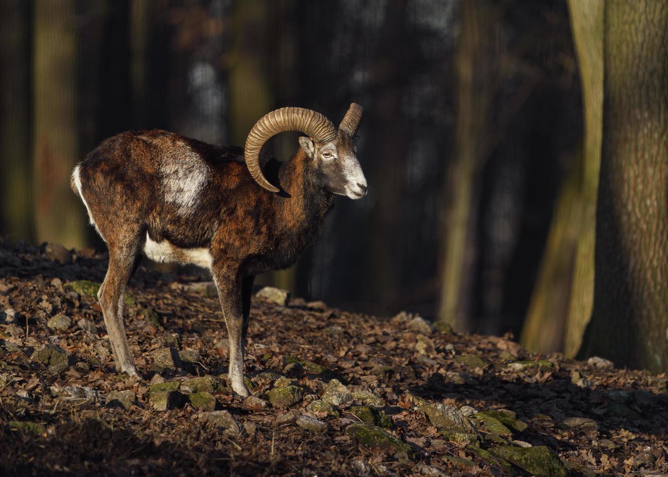 Mouflon in forest photo