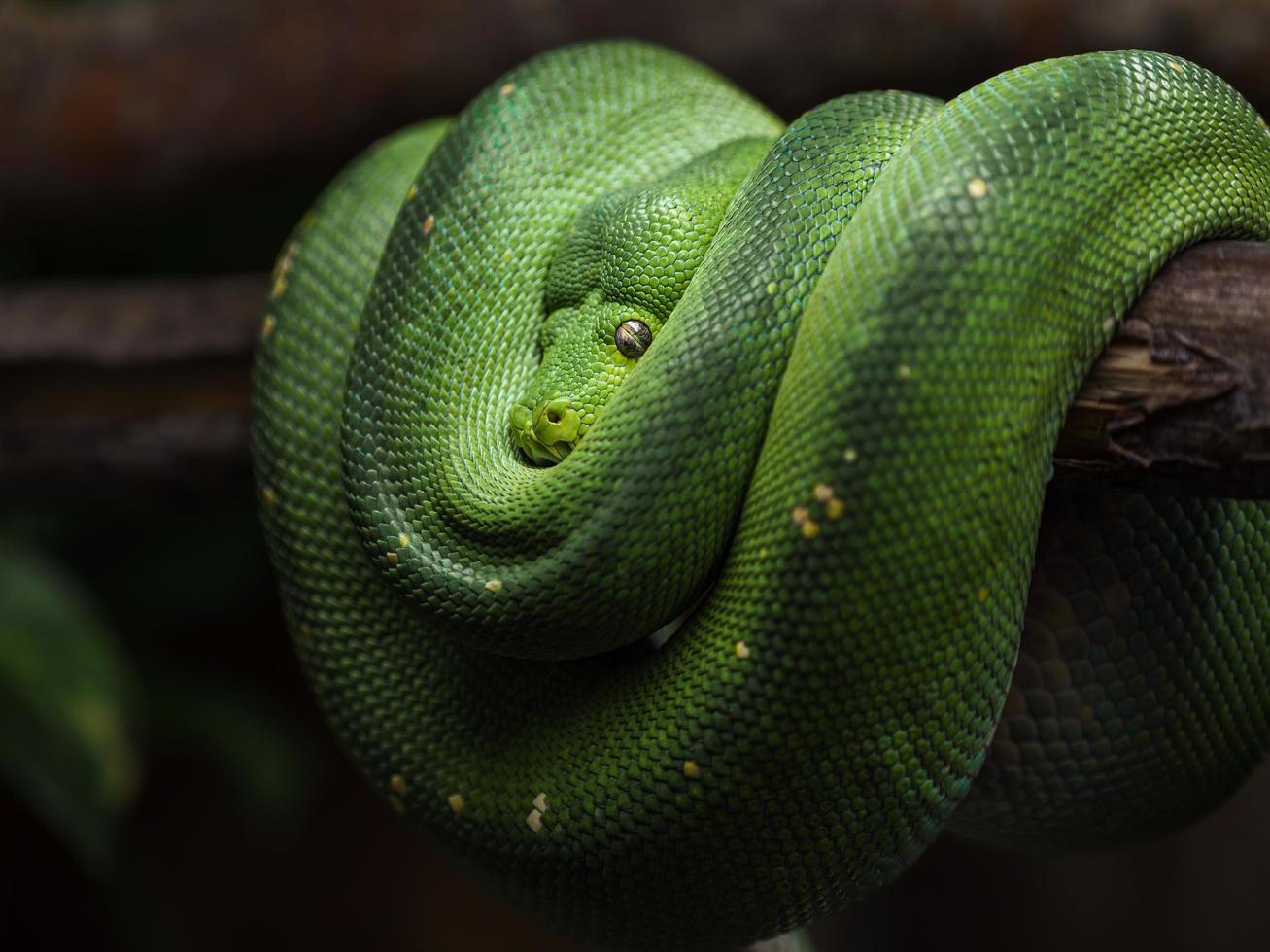 pitón de árbol verde foto