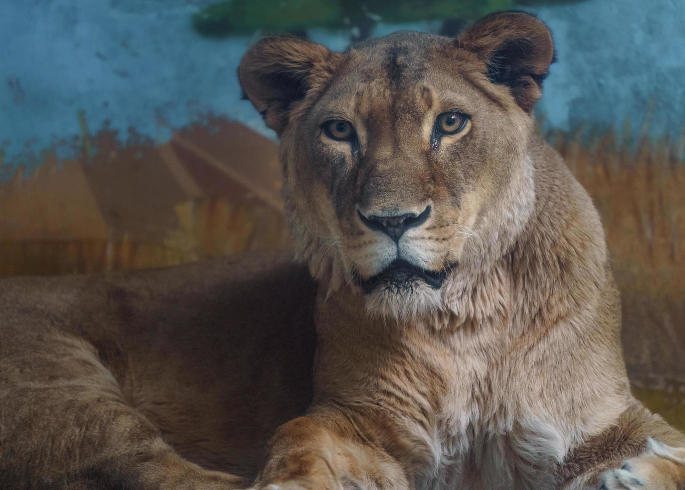 African lion in zoo photo