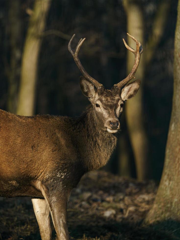 Red deer in forest photo