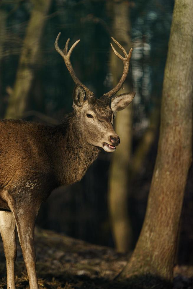 Red deer in forest photo
