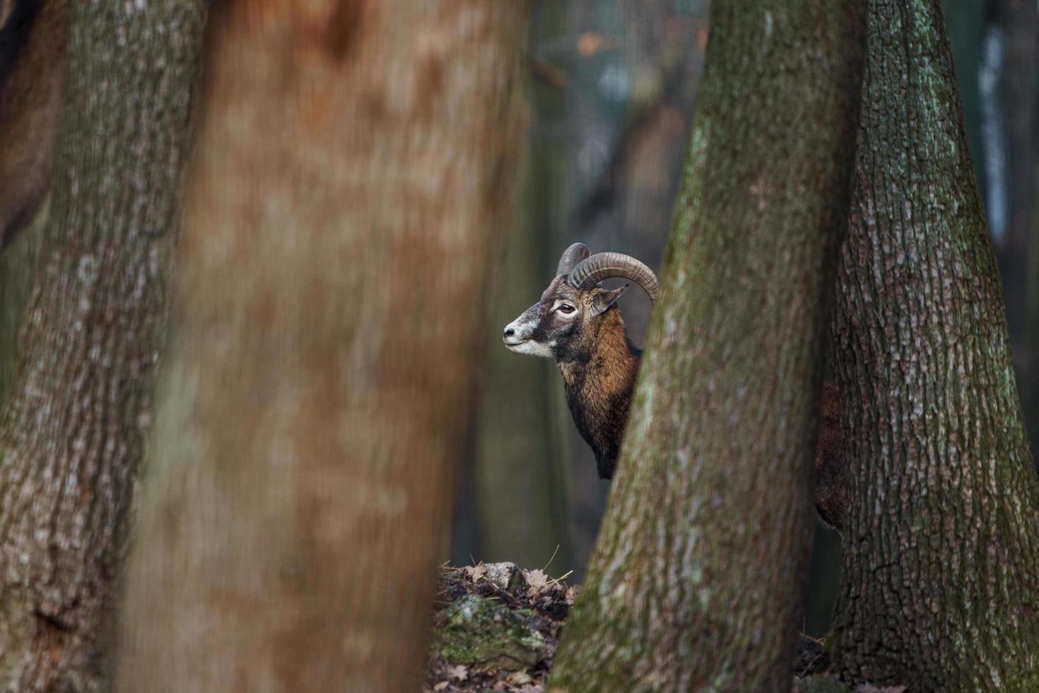 Mouflon in forest photo