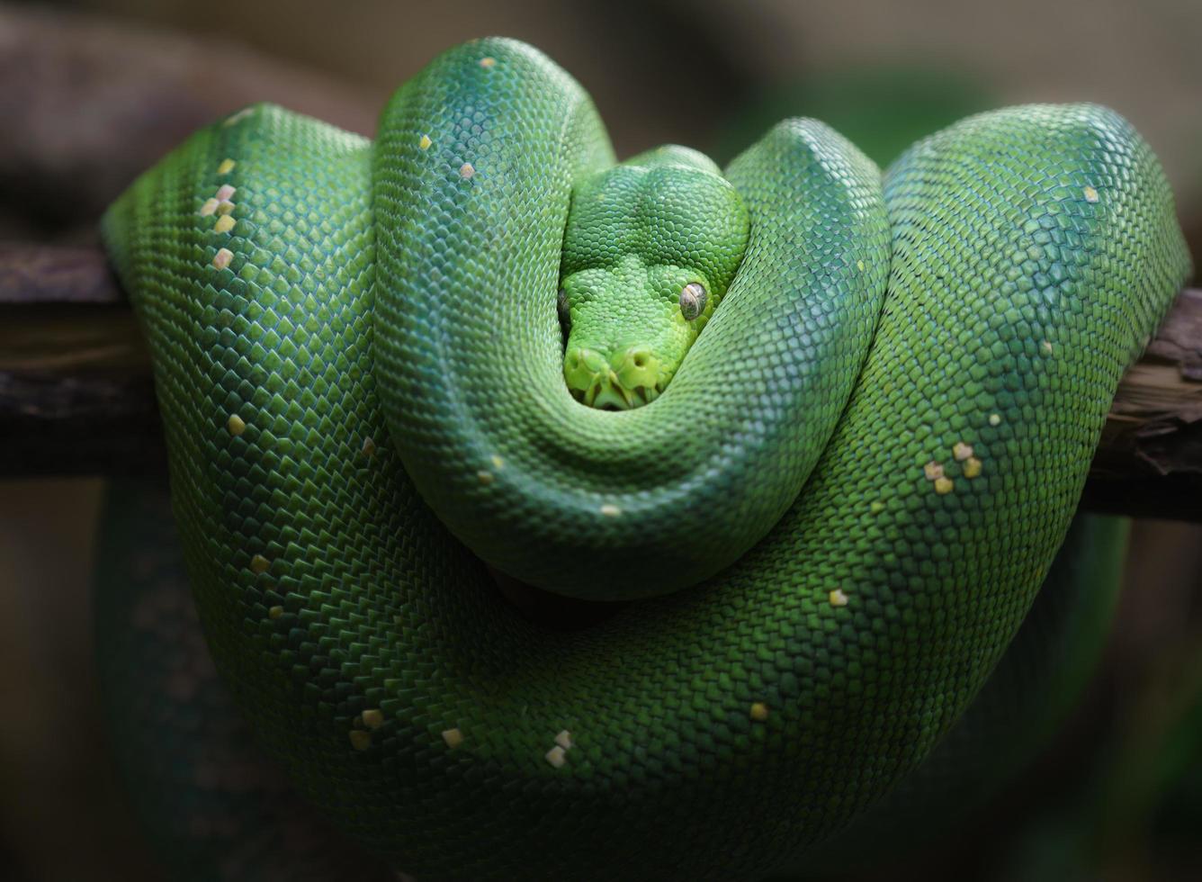 pitón de árbol verde foto