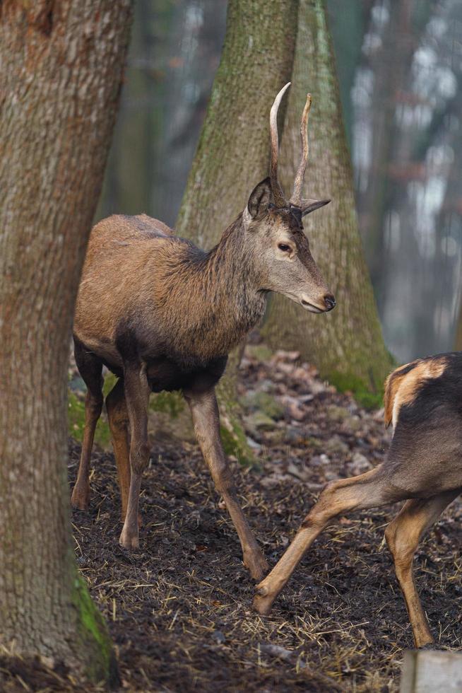 Red deer in forest photo