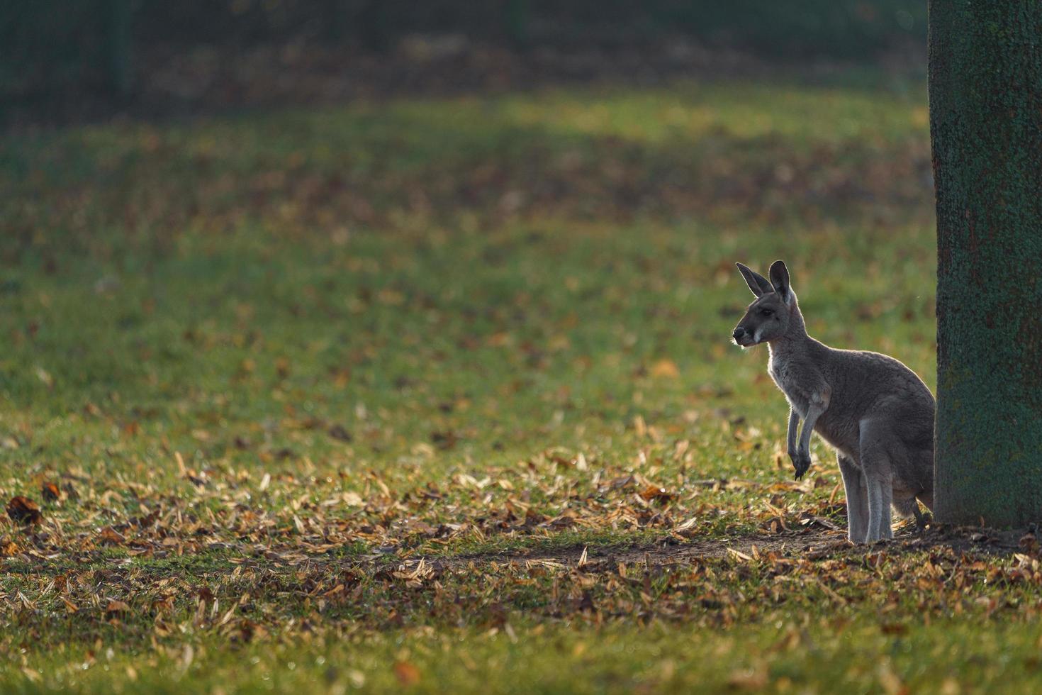 Red kangaroo with backlight photo