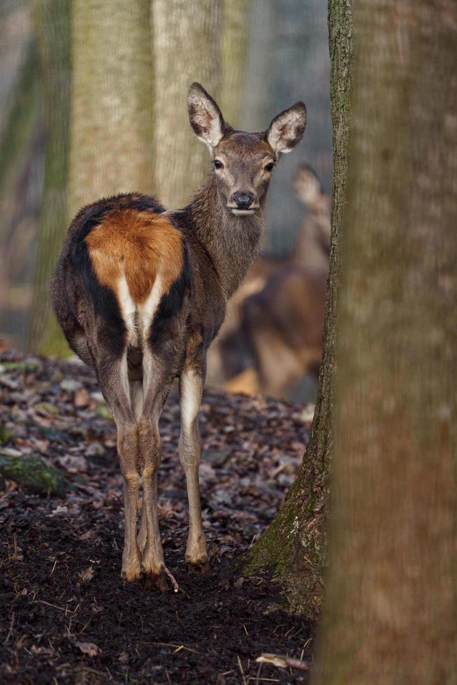 Red deer in forest photo