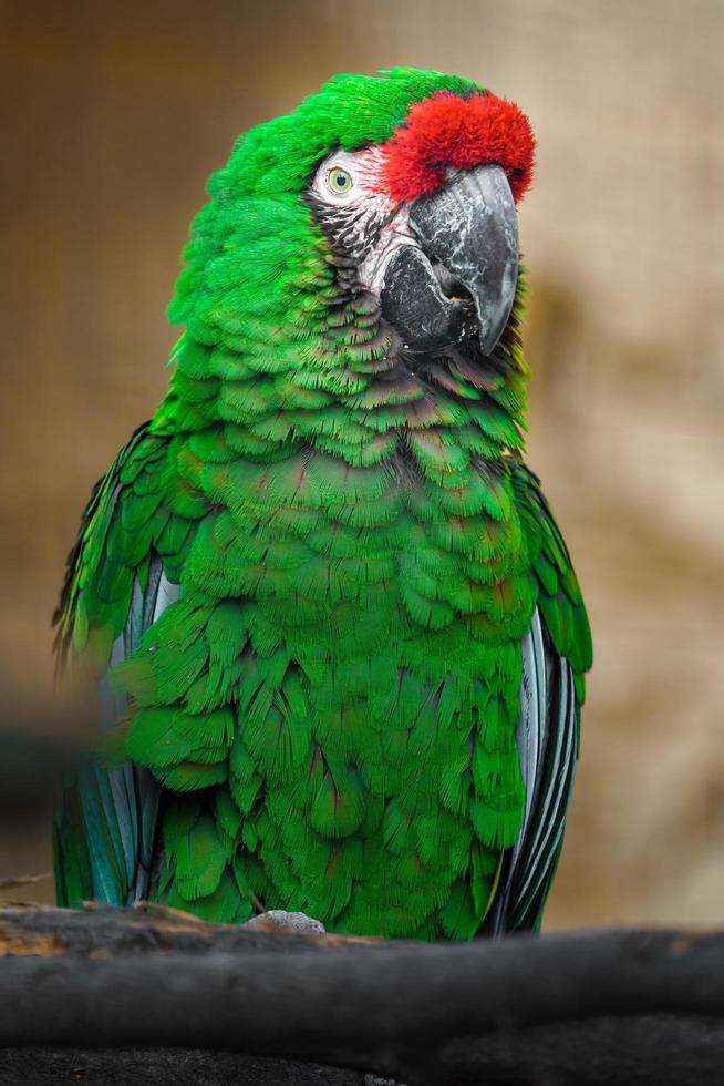 guacamayo militar mexicano foto