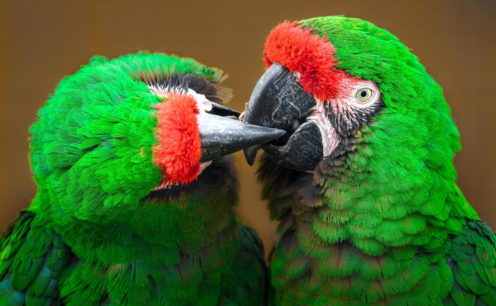 Mexican military macaw photo