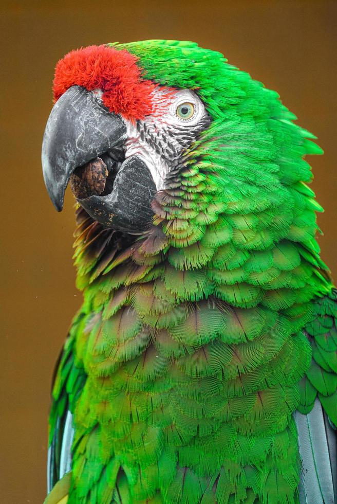 guacamayo militar mexicano foto