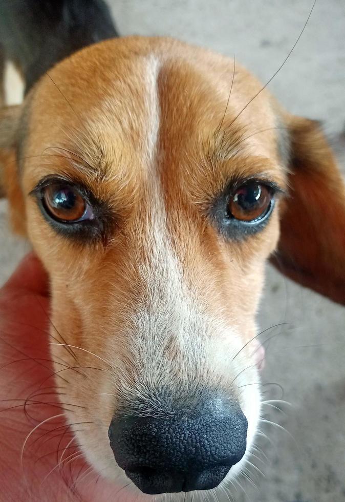 Beagle Close up photo