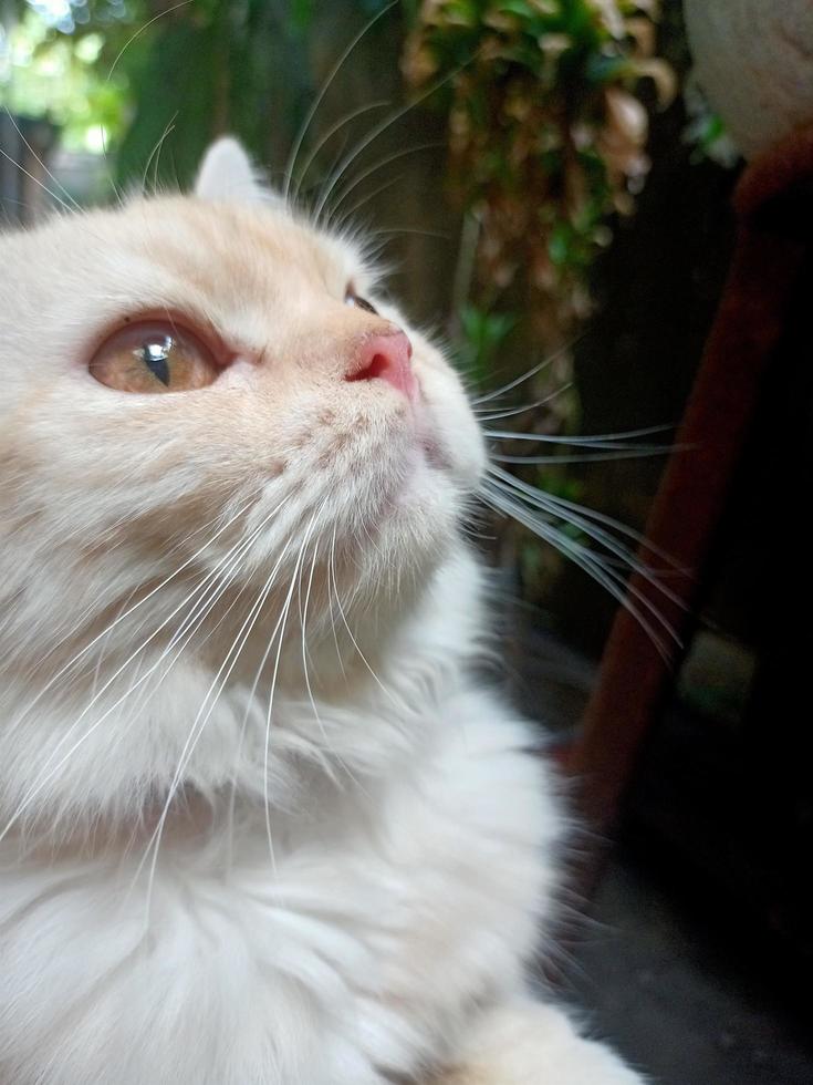 Orange Persian Cat Looking Up photo
