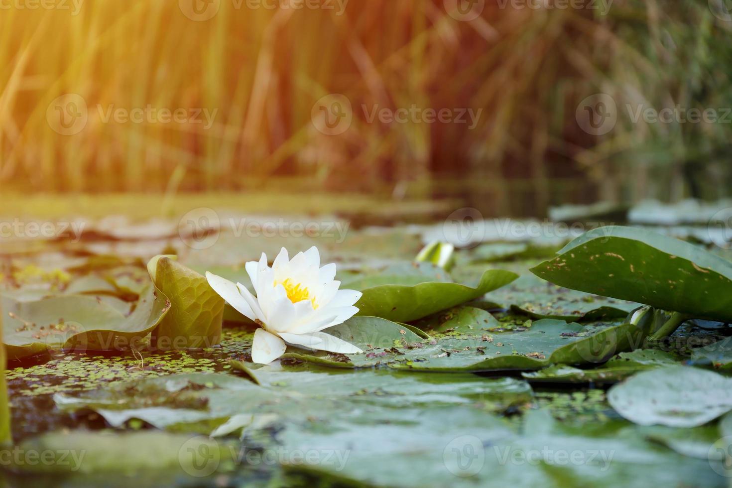 White lotus flower with yellow pollen on water surface photo