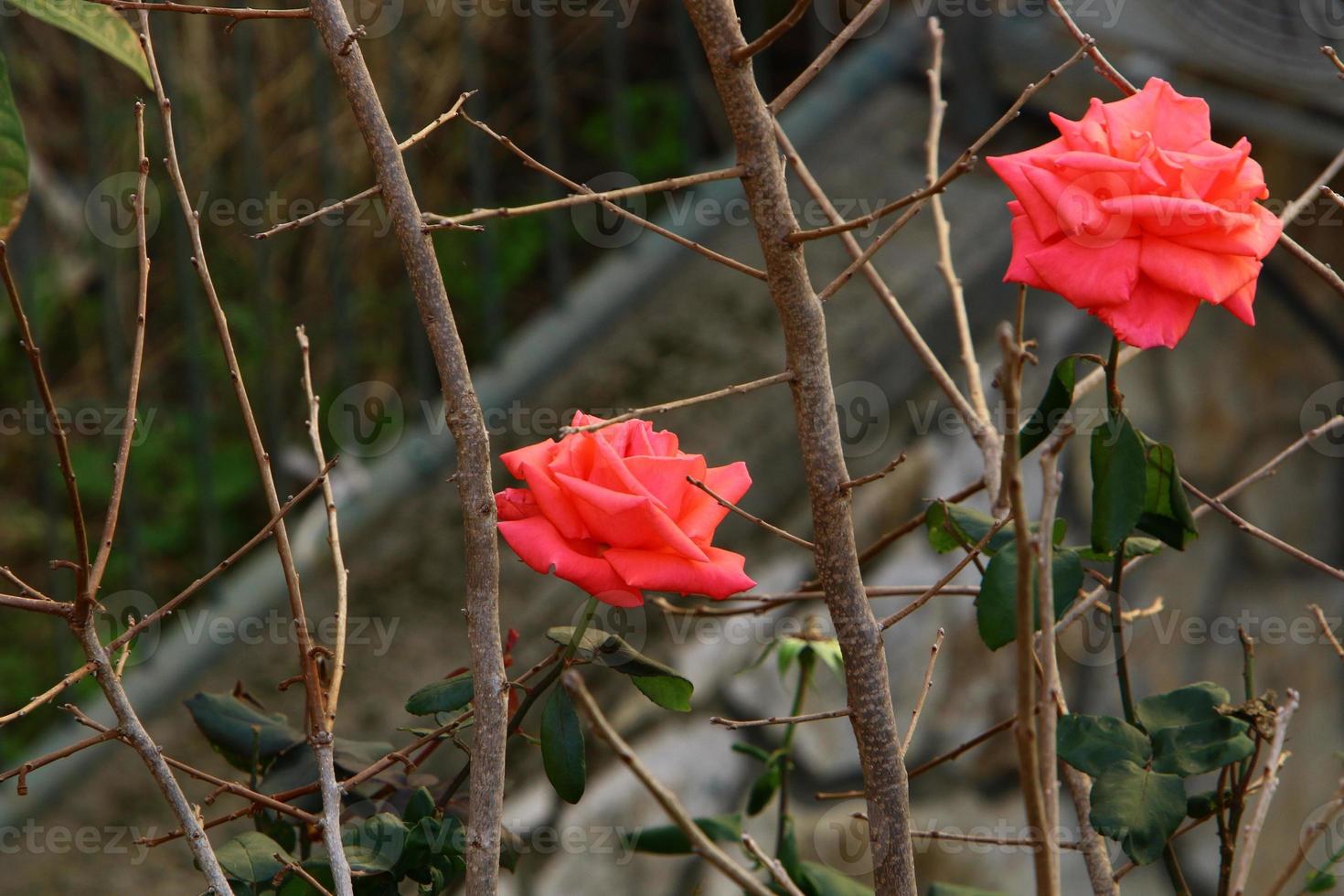 A wild rose blossoms in a city park in northern Israel. photo
