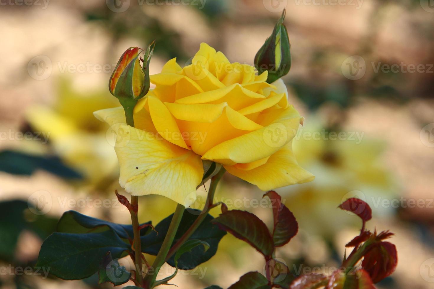 una rosa silvestre florece en un parque de la ciudad en el norte de israel. foto