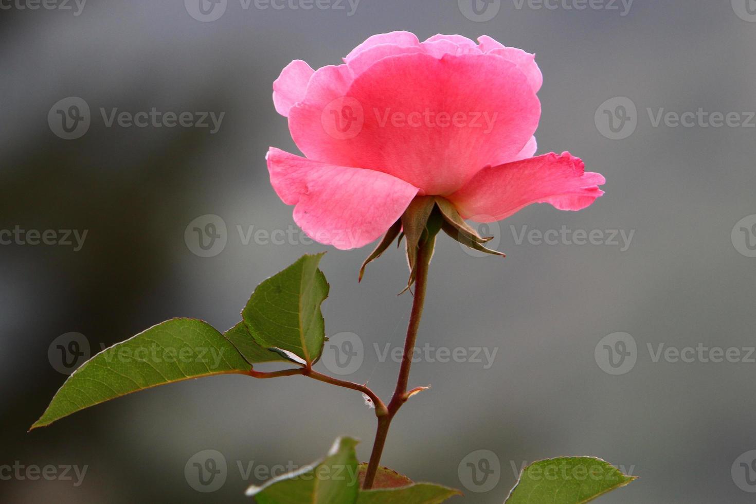 A wild rose blossoms in a city park in northern Israel. photo
