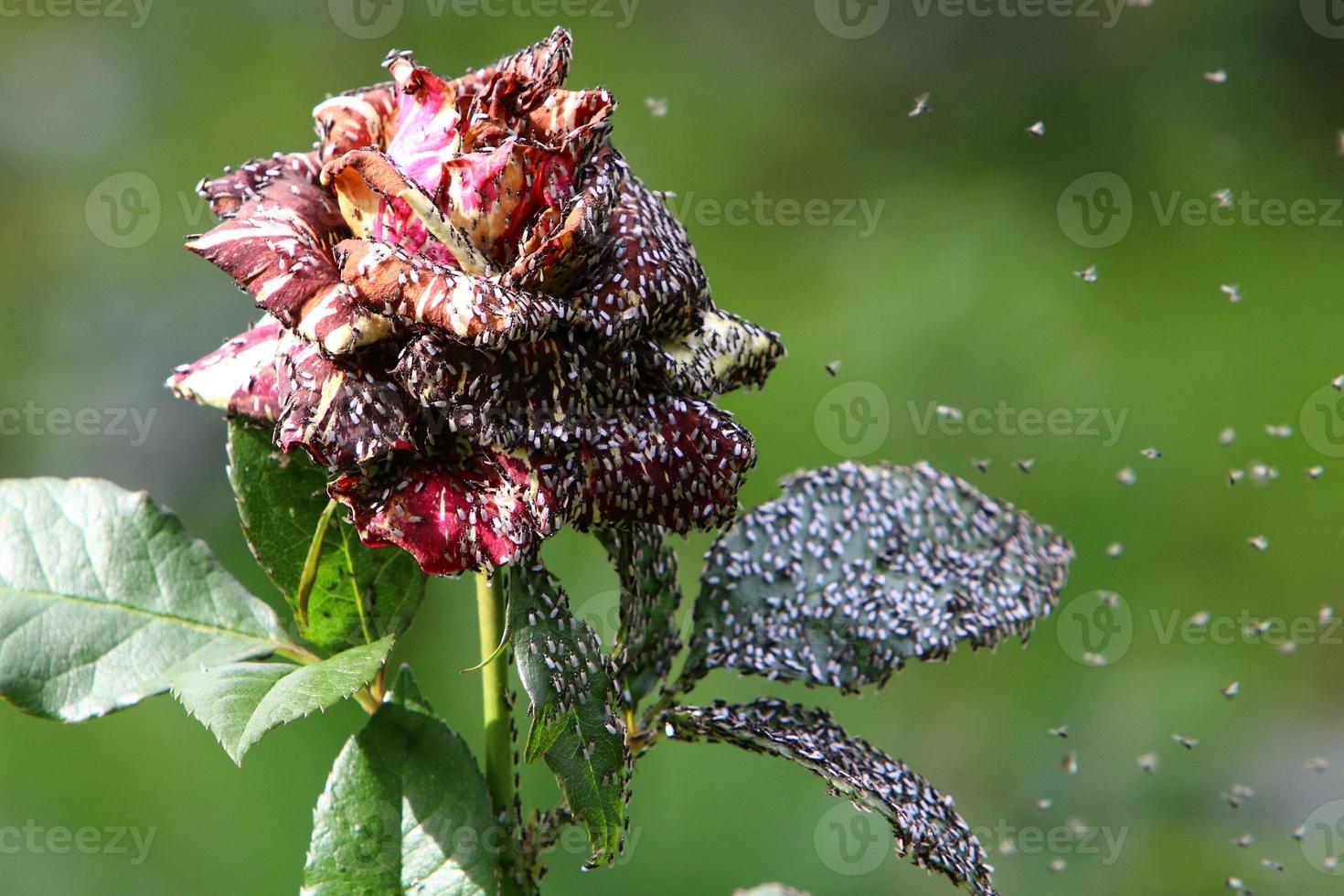 una rosa silvestre florece en un parque de la ciudad en el norte de israel. foto