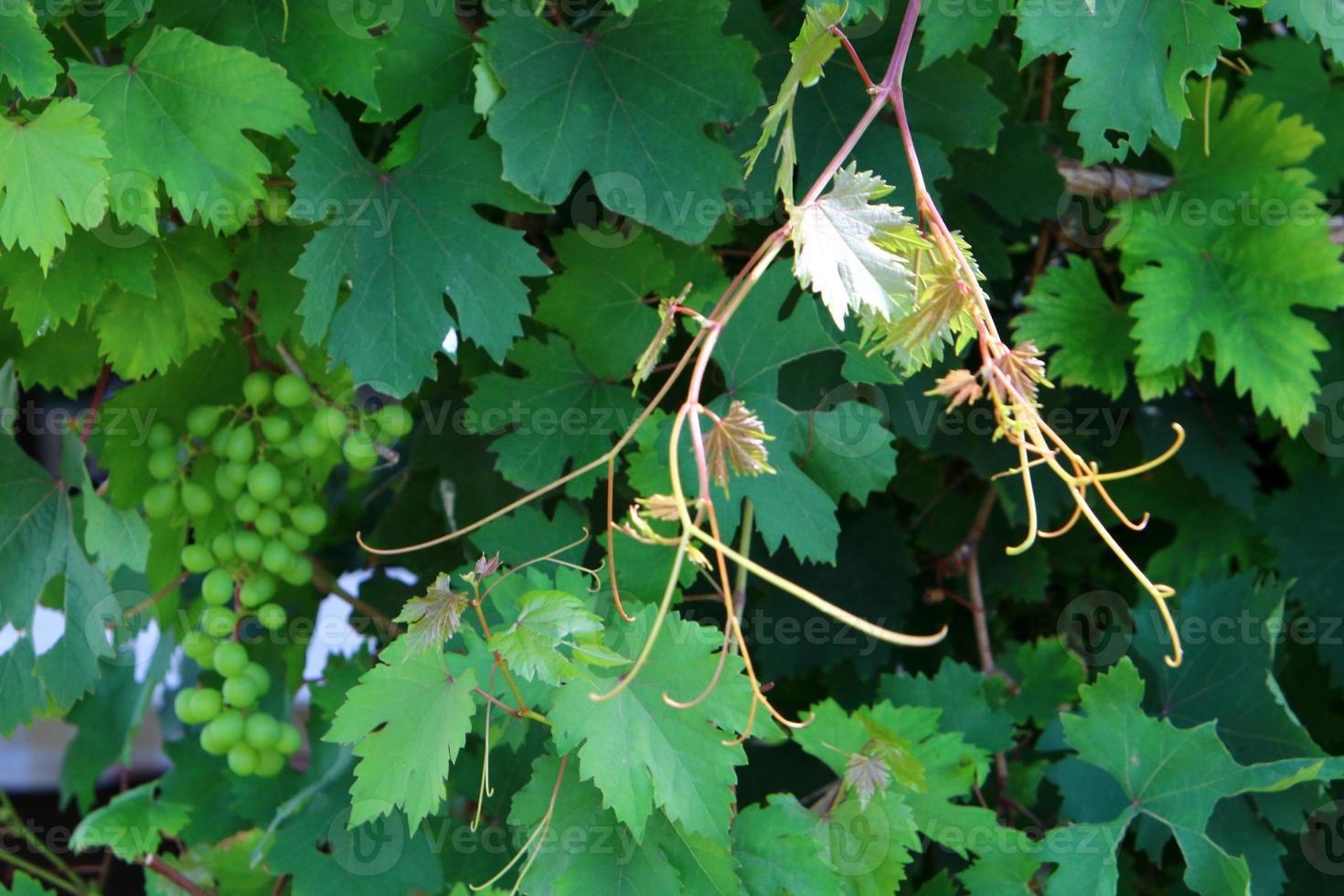 Ripe grapes on the bushes in the city park. photo