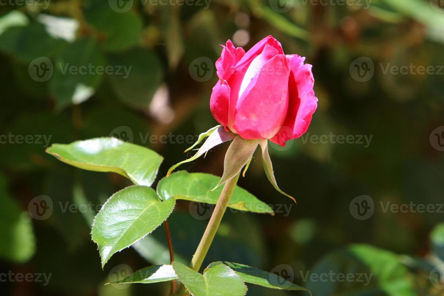 A wild rose blossoms in a city park in northern Israel. photo