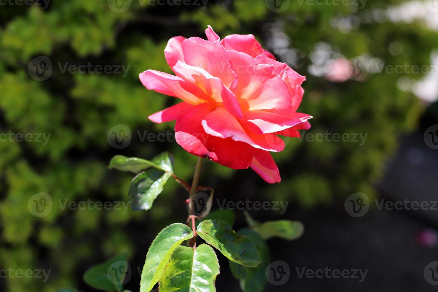 A wild rose blossoms in a city park in northern Israel. photo